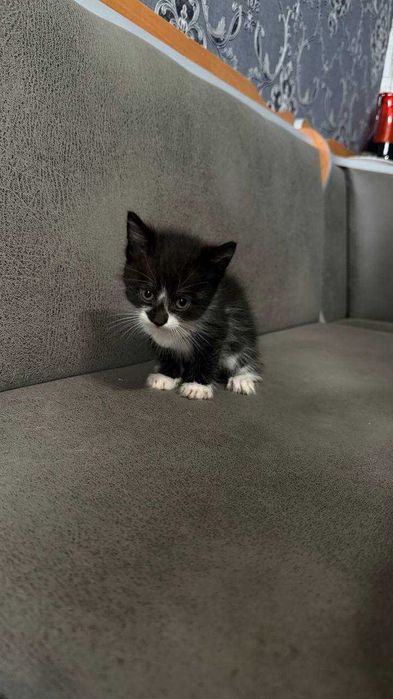 Котята в добрі руки