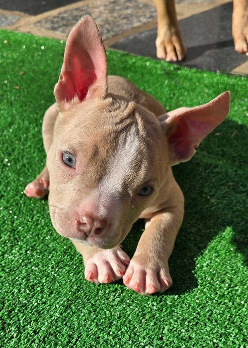 American bully pocket