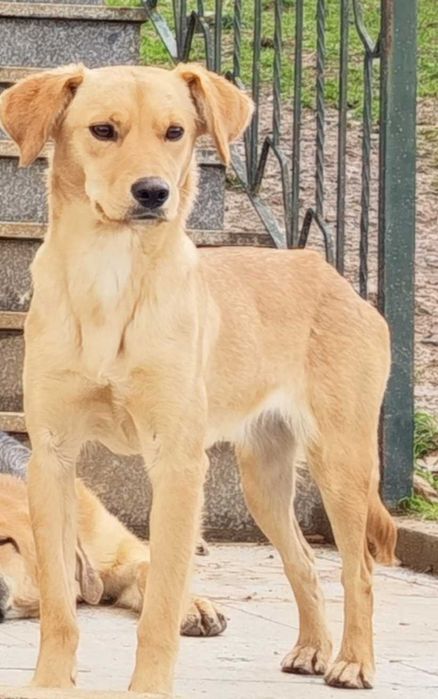 Caes para adoção Bragança