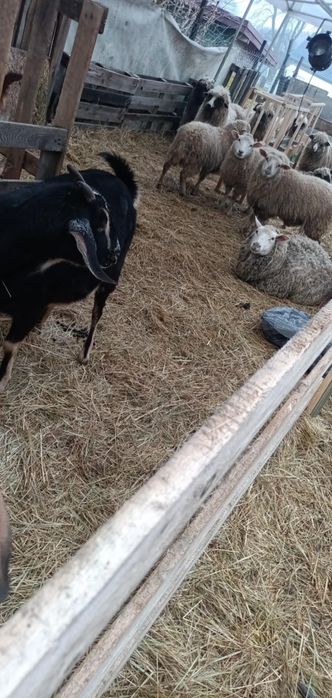 owce sprzedam lub zamienię