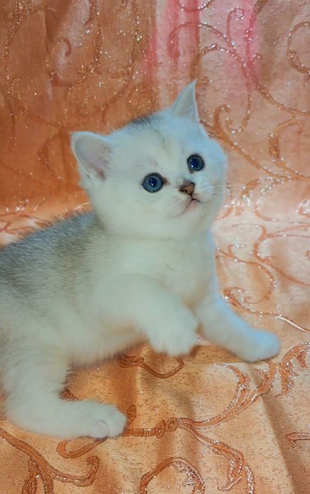 Чистокровные серебристые шиншиллы