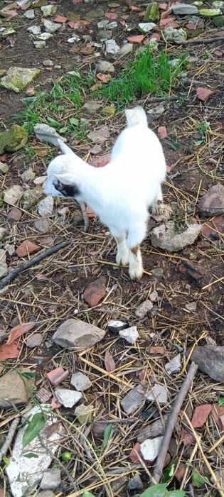 Chibinho anão, Puro 
com quase dois meses
Pais á vista
Não fazemos ent