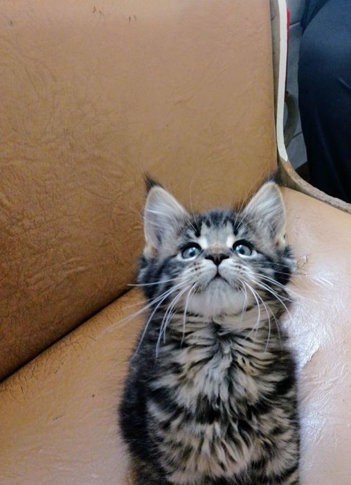 Мейн Кун котята ну очень крупный помет