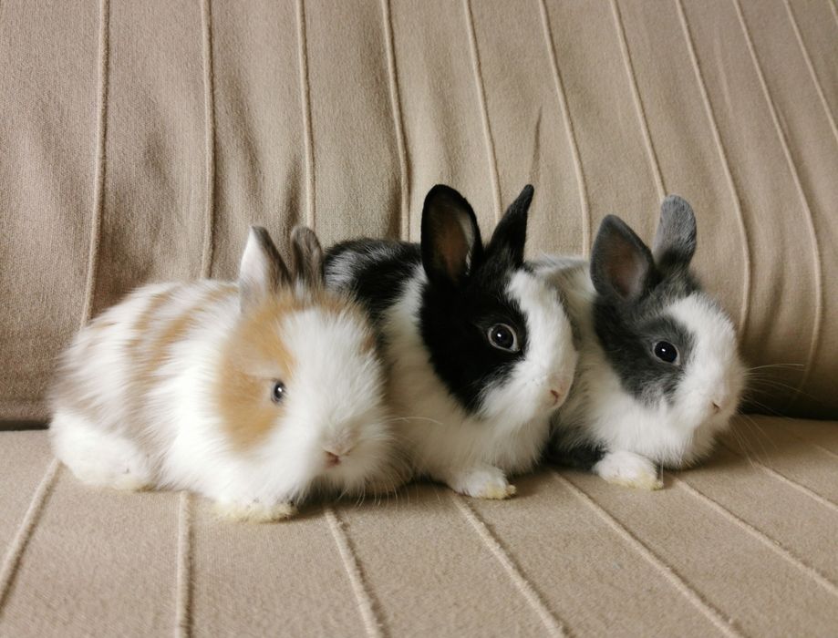 KIT Coelhos anões mini holandês e minitoy super meigos e brincalhões