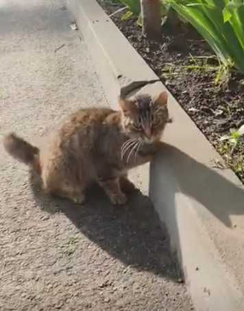 кошка очень ищет дом