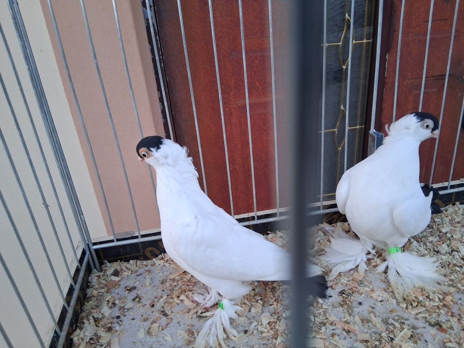 Sprzedam gołębie  krymki  białostockie