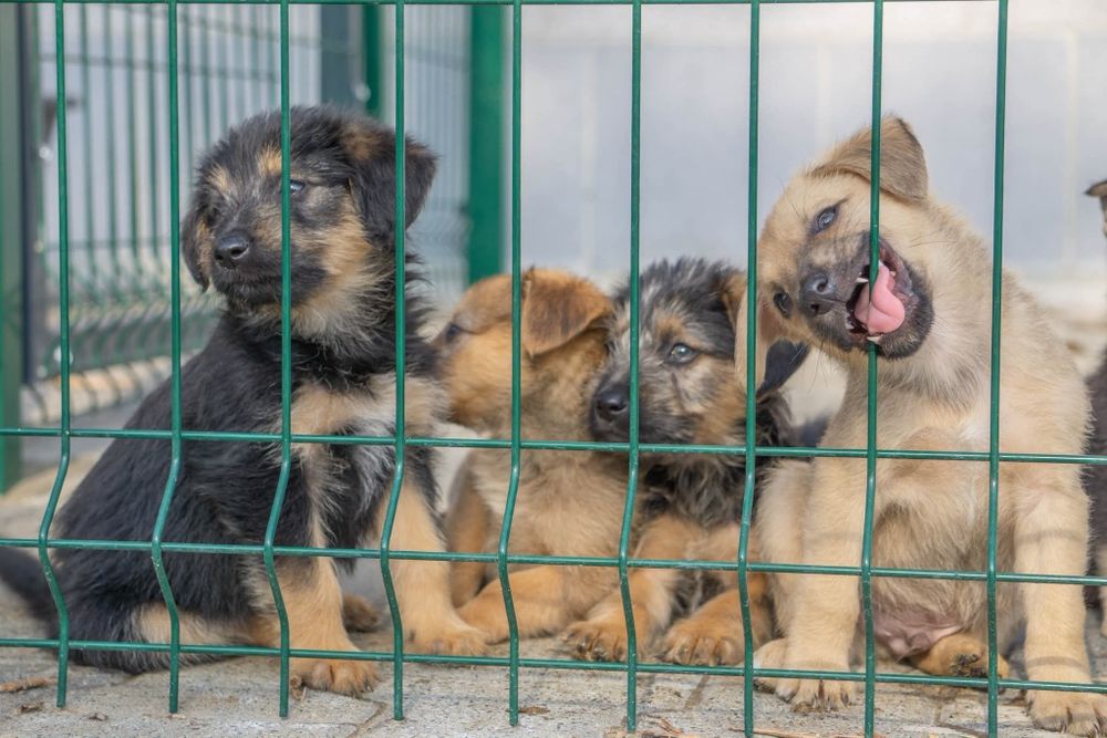 Szczenięta do adopcji , pilny apel o domy