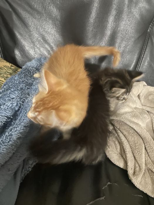 Da se gatinhos (2 meses)
