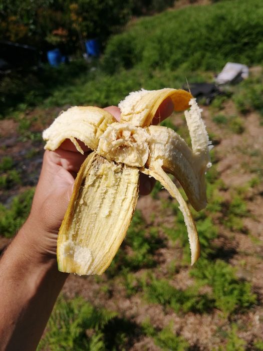 Bananeira de varios tamanhos