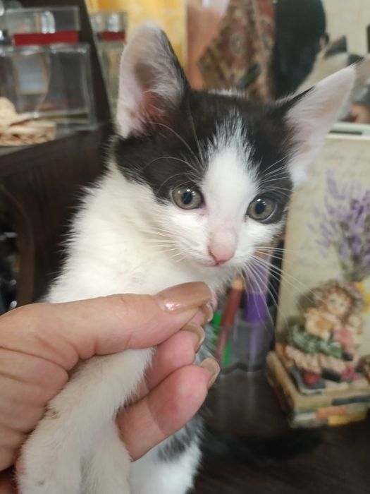 Шукає дім кошеня-дівчинка