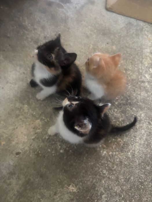 Dou gatos bebés com 2 meses