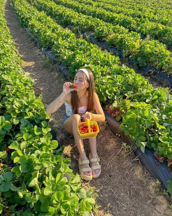 Агробізнес , ягідне фермерське господарство біля Львова, виробництво.