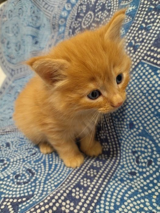 Gatinho Bosques da Noruega