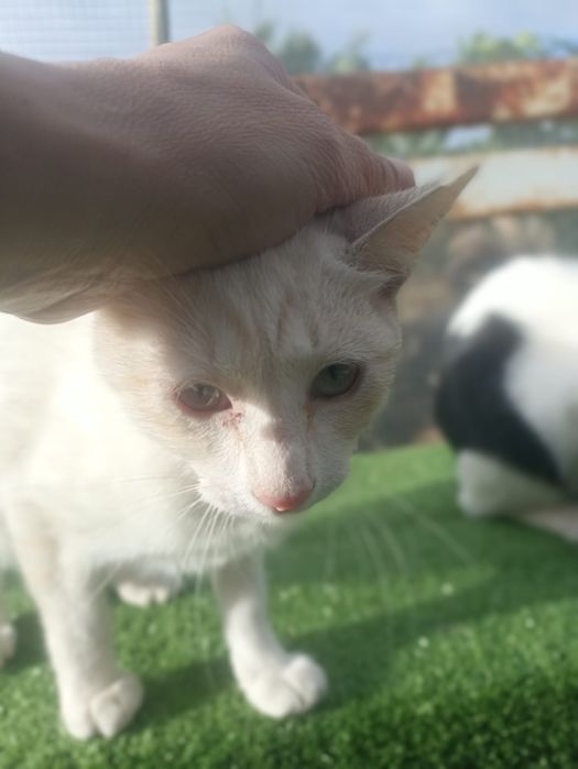 Gatos para  adoção  responsável