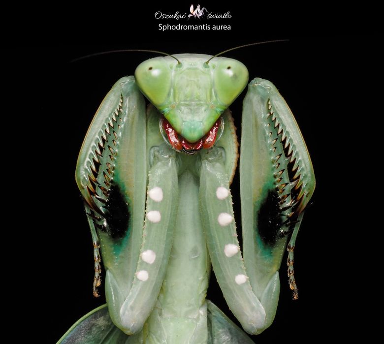 Sphodromantis aurea L6 Parki