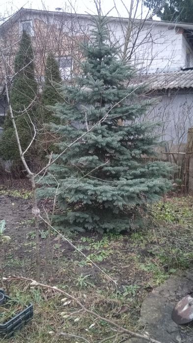Продаю елку голубую 3+м. Живая в земле.