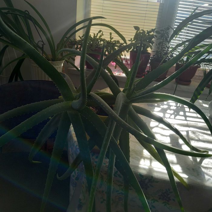 Листя алоє-вера.