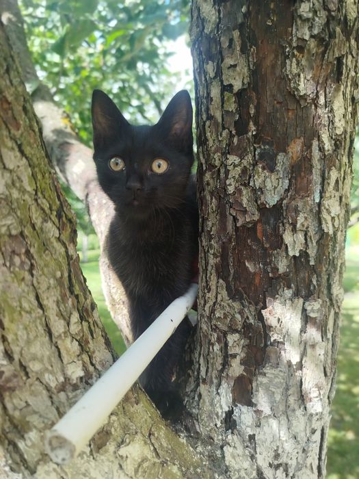 Чорна дівчинка 2,5 місяців