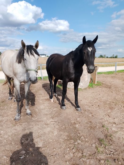 Sprzedam dwie klacze