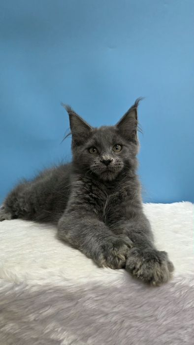 Голубой мальчик мейн кун