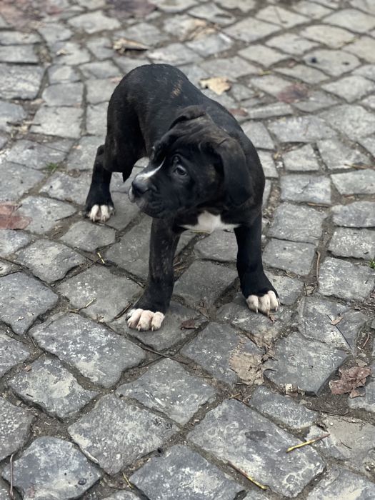 Корсята в пошуках люблячоі родини