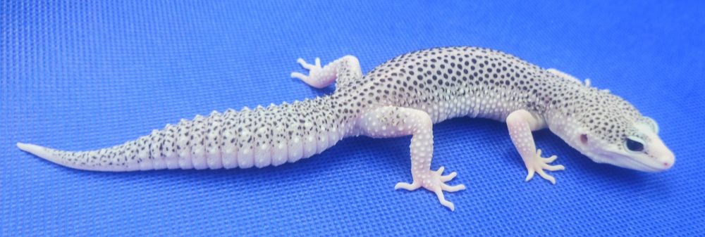 Gekony lamparcie Total Eclipse poss het Tremper
