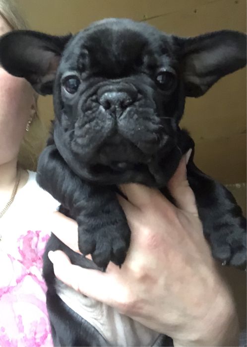 Французький бульдог