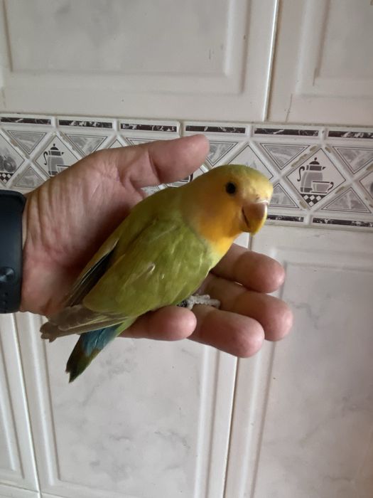 Agapornis domesticado