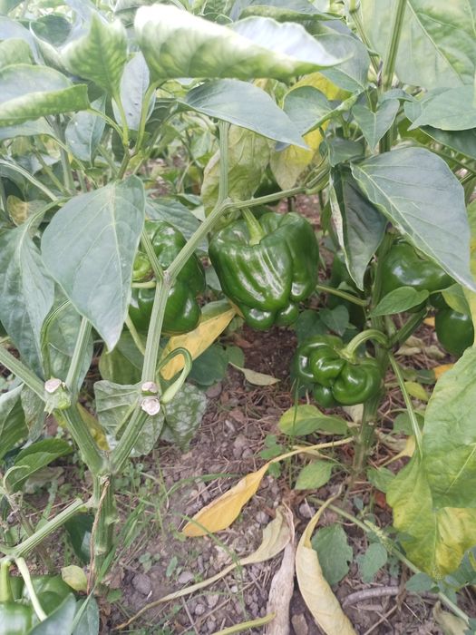 Batata doce biológica