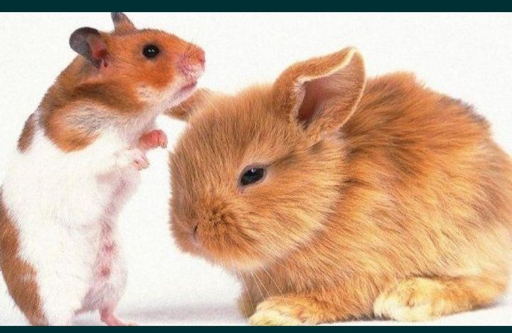 Перетримка тварин