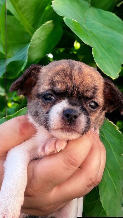 Chihuahua  Fêmea tigrada