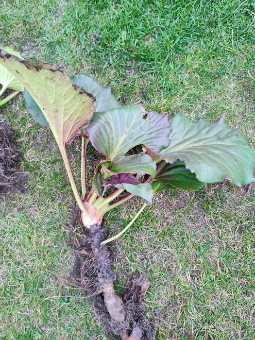Bergenia cilita           Liliowiec