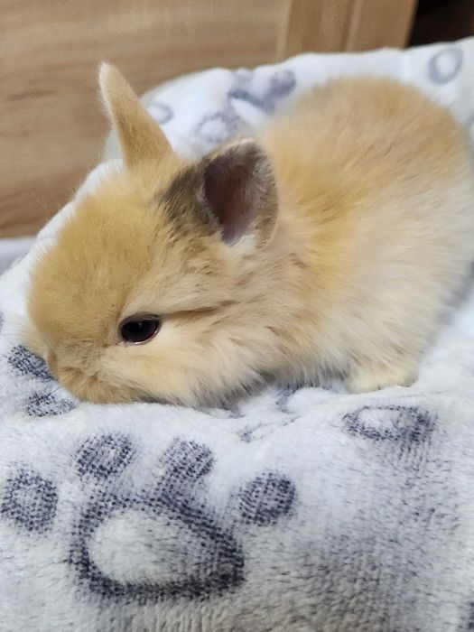 Карликові (декоративні) кролики