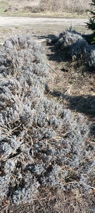 Лаванда . Отдам в руки садовника