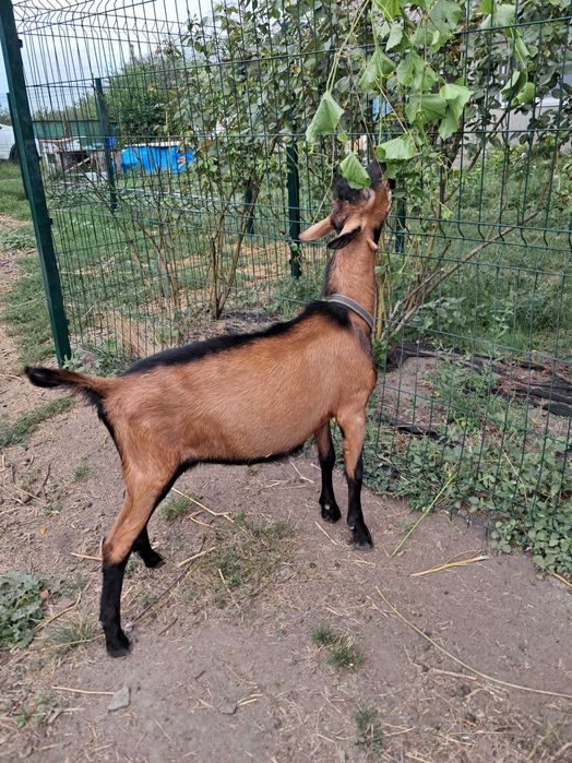 Цап (козел) 100% альпійської породи французької селекції, спокійний