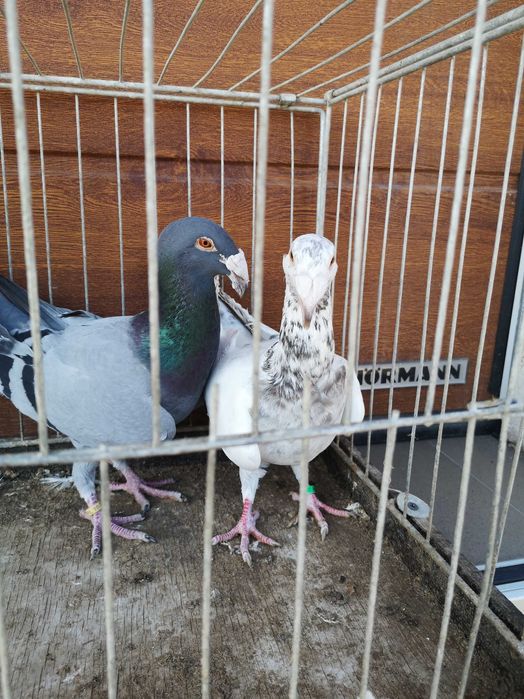 Gołebie Rzeszowskie