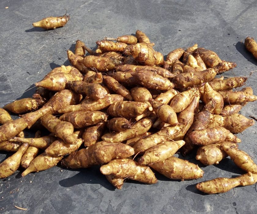 Topinambur Albik Sadzonki