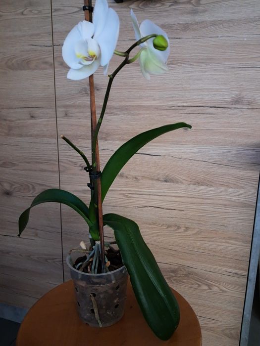 Storczyk biały. Nie wysyłam