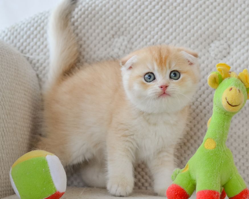 Золотые котята скоттиш фолд