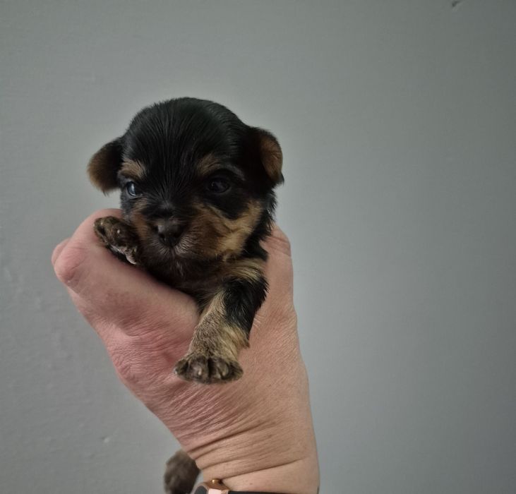 Piękne szczeniaczki Yorki