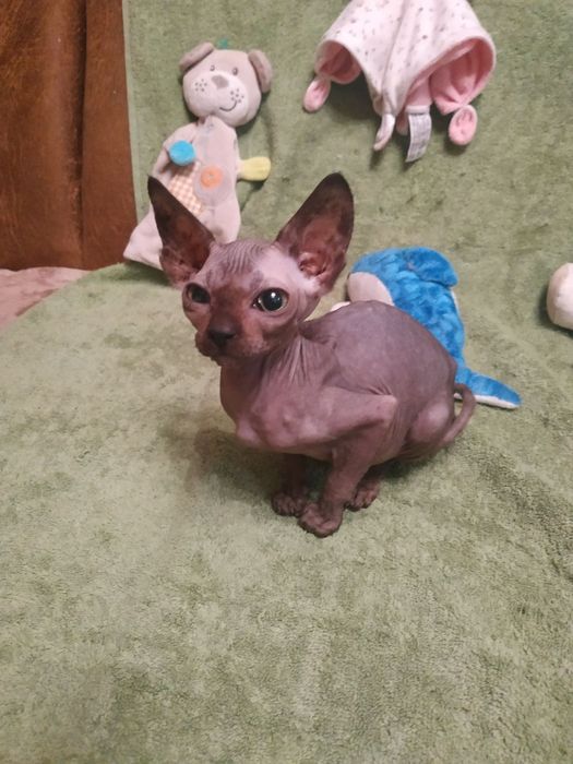 Канадські сфіксенята