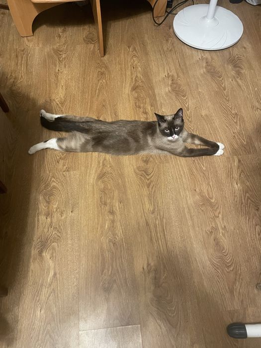 Сноу-шу. Кішка білоніжка, білі шкарпетки. Шукає кота вязку