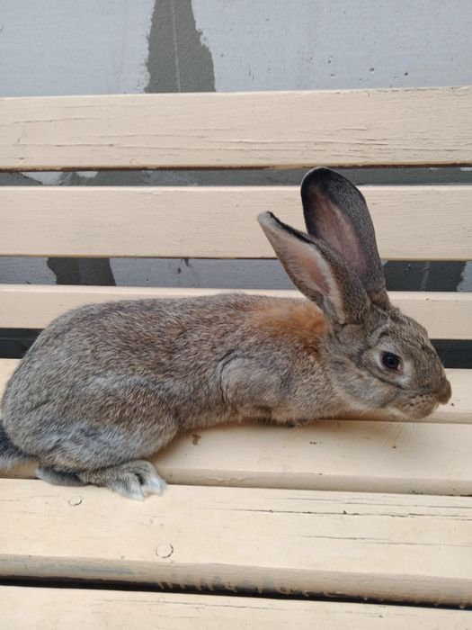 Продам кроликів Полтавське Срибло