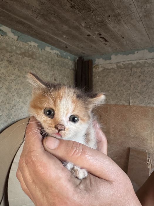 Маленькі кошенятя