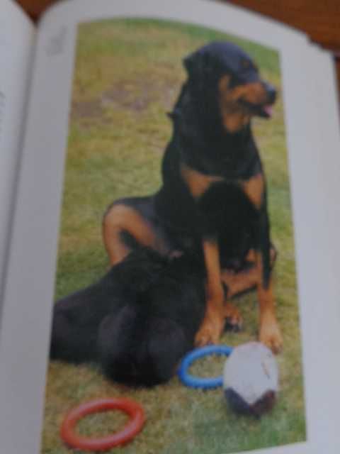 Livro sobre a raça de cão  " O Rottweiler "