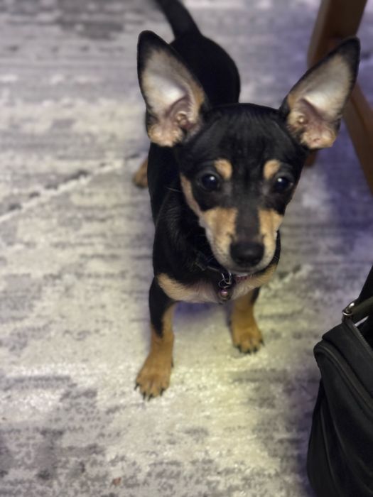 Продам щенков той-терьера