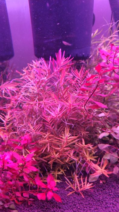 Rotala hong kong