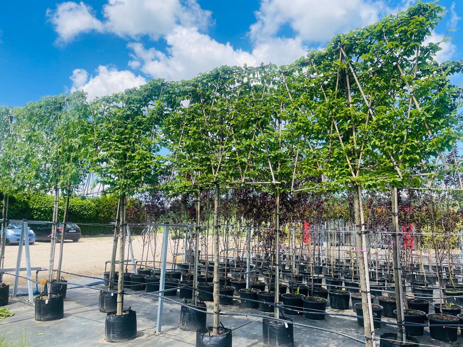 Ambrowiec Amerykański EKRAN 300 cm cena 1650 zł