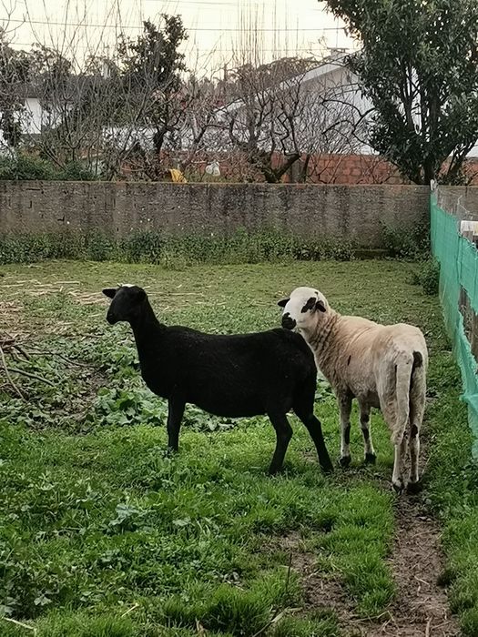 Carneiro raça pura churra bragançana