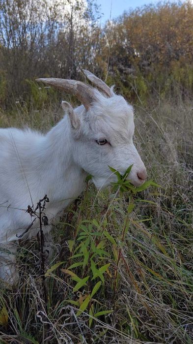 Козлик (козел) Ламанча